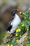 Parakeet Auklet